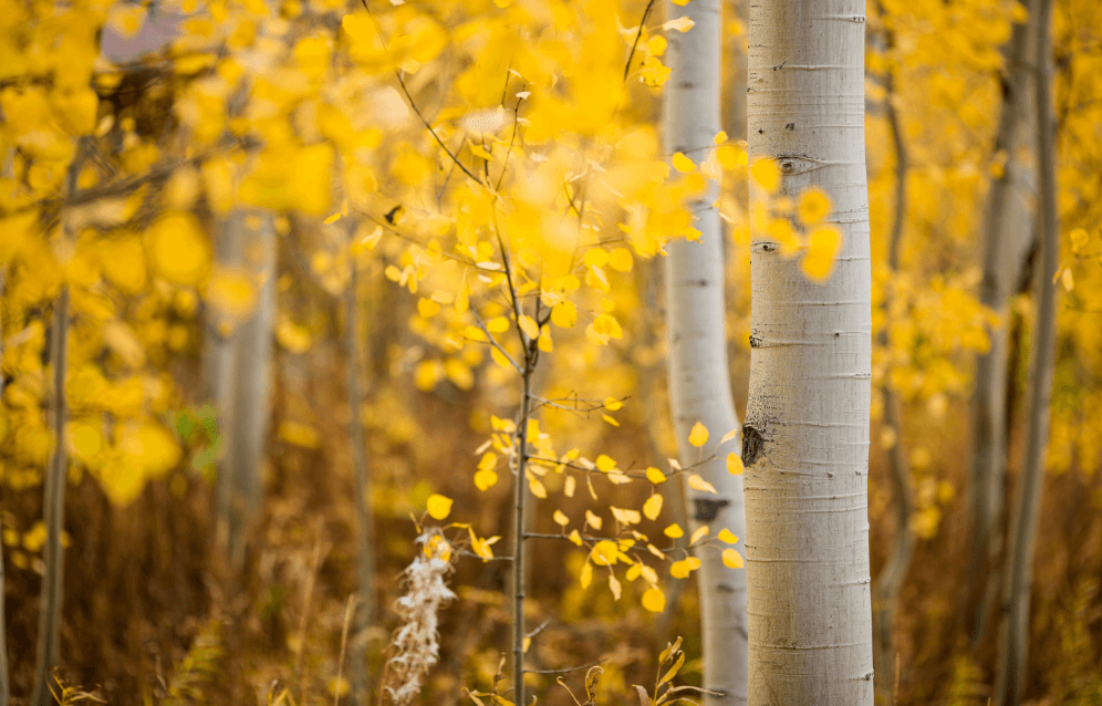 aspens card
